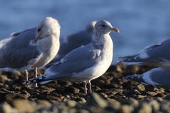 Larus glaucoides thayeri