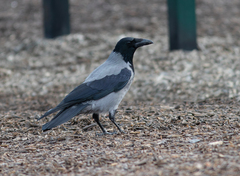 Corvus cornix