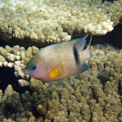 Plectroglyphidodon dickii