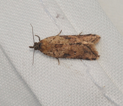 Constrictana constrictana