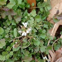 Cardamine hirsuta
