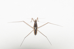 Limnogonus franciscanus