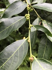 Glochidion lanceolatum