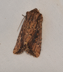 Dasygaster ligniplena