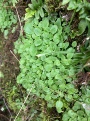 Erythranthe alsinoides