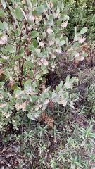 Arctostaphylos silvicola
