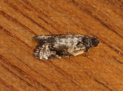 Asthenoptycha
