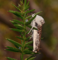 Cryptophasa albacosta