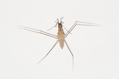 Limnogonus franciscanus