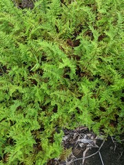 Cheilanthes contigua