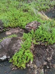 Cheilanthes contigua