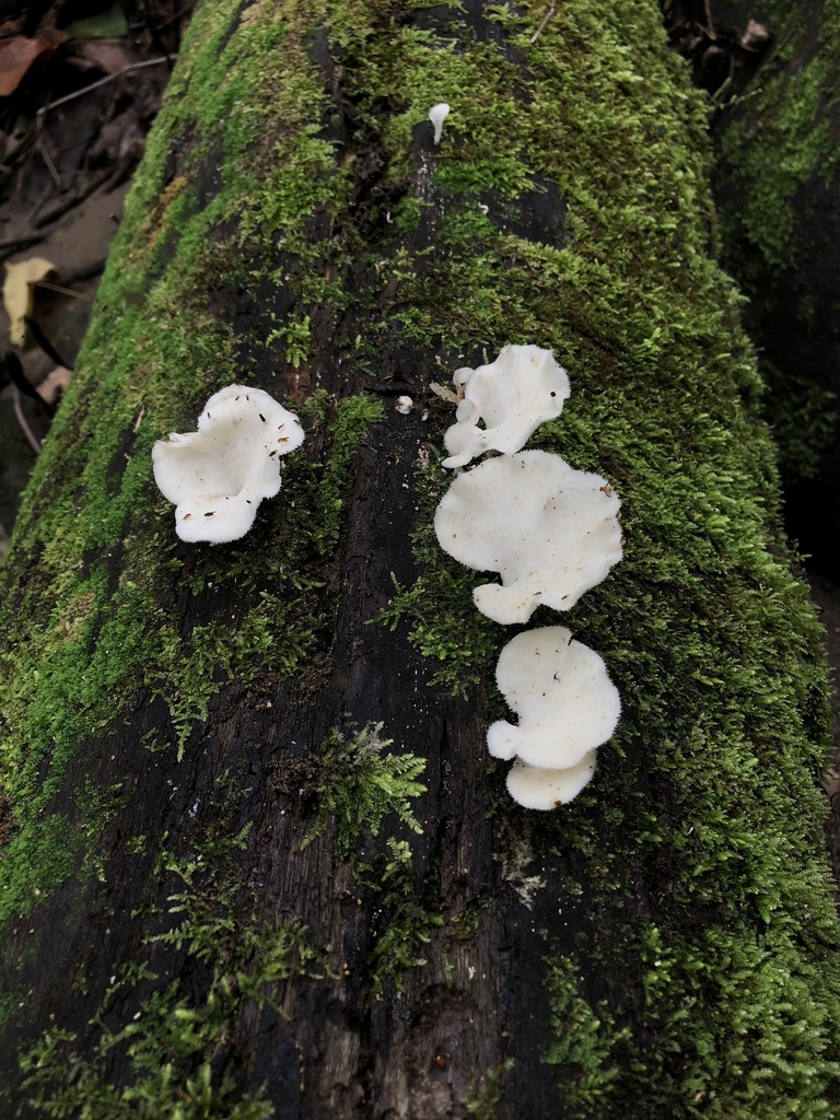 Favolus brasiliensis · January 2020 · photo: © blazeclaw (iNaturalist, cc-by)