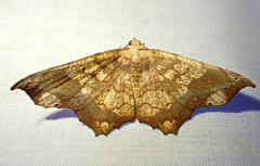 Polyacme dissimilis