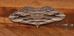 Chrysolarentia severata