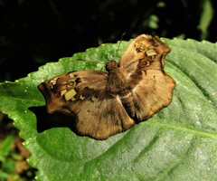 Quadrus lugubris