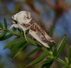 Cryptophasa albacosta