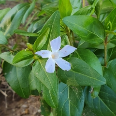 Vinca difformis