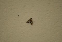 Petrophila confusalis