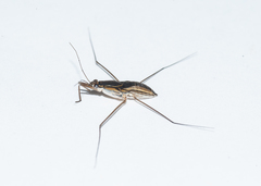 Limnogonus franciscanus