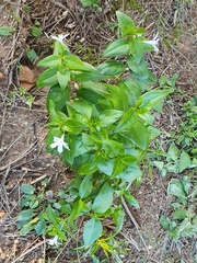 Vinca difformis