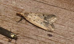 Atheropla decaspila