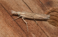 Culladia cuneiferellus