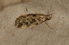 Barea exarcha