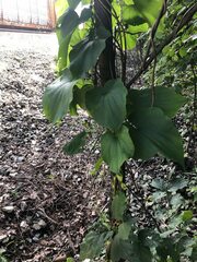 Dioscorea villosa