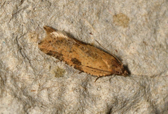 Constrictana constrictana