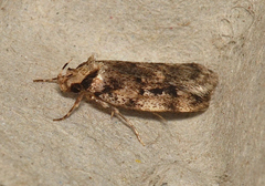 Barea exarcha