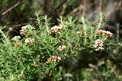 Ozothamnus secundiflorus