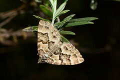 Chrysolarentia rhynchota