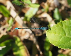 Acanthagrion