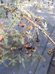 Solanum pyracanthos