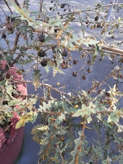 Solanum pyracanthos