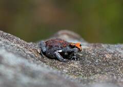 Pseudophryne australis