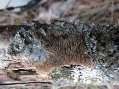 Fuscoporia ferruginosa