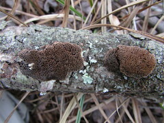 Fuscoporia ferruginosa