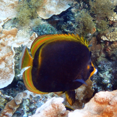 Chaetodon flavirostris