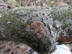Fuscoporia ferruginosa