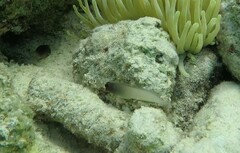 Ophioblennius macclurei