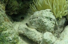 Ophioblennius macclurei