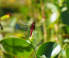 Erythemis mithroides