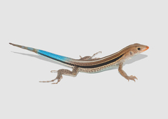 Pholidoscelis auberi