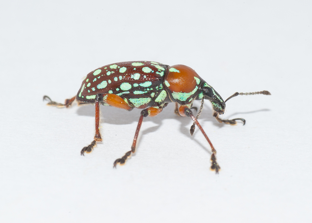 Lachnopus guerinii