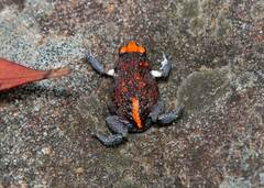 Pseudophryne australis