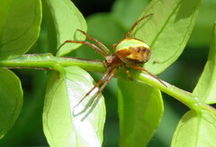 Novaranea queribunda