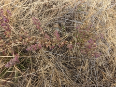 Pseudorontium cyathiferum
