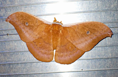 Syntherata janetta