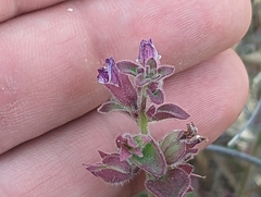 Pseudorontium cyathiferum